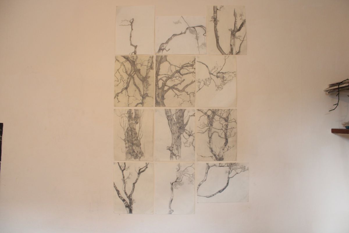 image 6. I focus in on one section of the tree and cancel all other elements that are in the foreground and background.