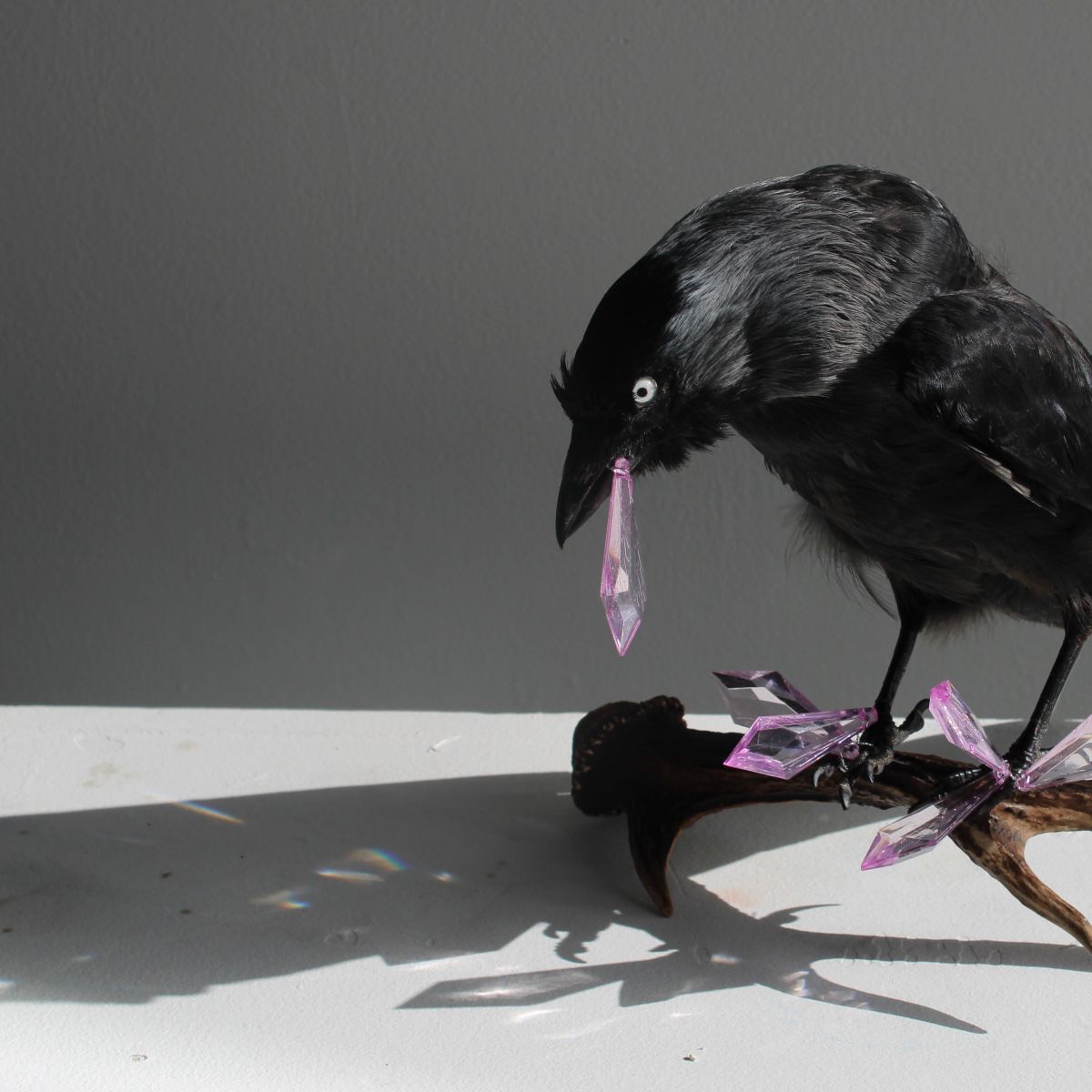 Winston (Taxidermy Jackdaw)