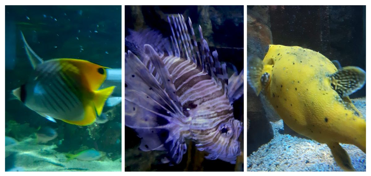 2. Moving salt water Fish