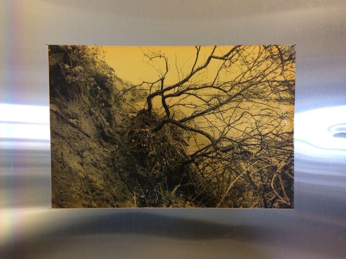 Image 4 'Fallen tree', 2020, Screen print on aluminium, 22 x 33 cm.